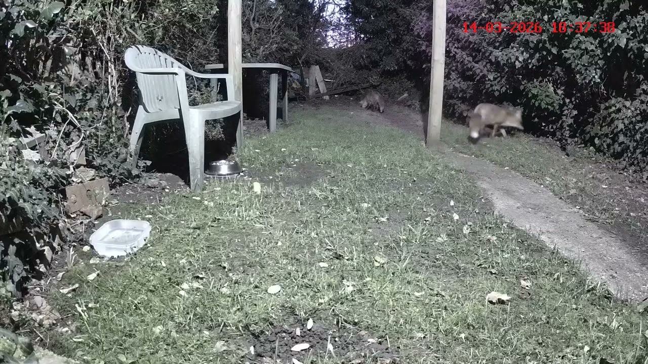 Fox couple out during evensong. 🦊💕🦊👀