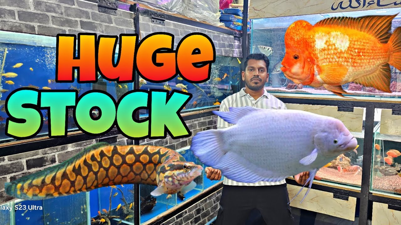 Huge Monster Fish 🐟 Stock | Exotic Fish's | 2ft Gaint Gorami😯 | Jaynagar Bangalore |