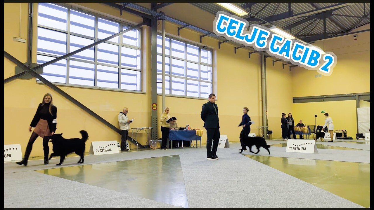 CELJE CACIB Slovenia Cacib II - BOB Askerim Ejder KSINIA