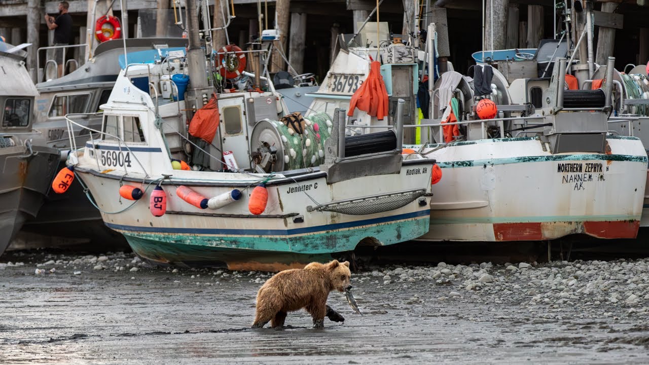 Working Bristol Bay Salmon 2024 - Tender Boat Life