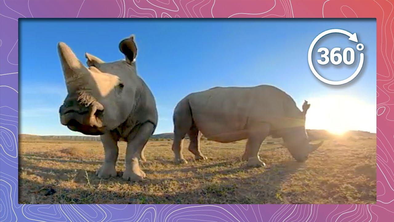 The Sixth Mass Extinction in 360 5K