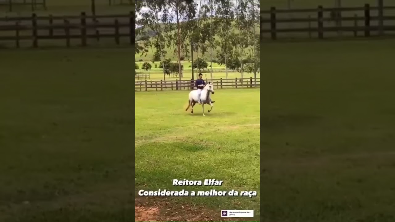 Reitora Elfar