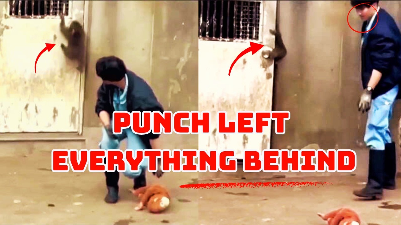 Punch’s Heartbreaking Choice - Why he left everything behind ?