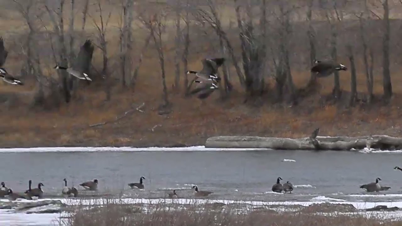 1000 Canada Geese having a party in the river near Alexander Wilderness Park in Lethbridge, Alberta.