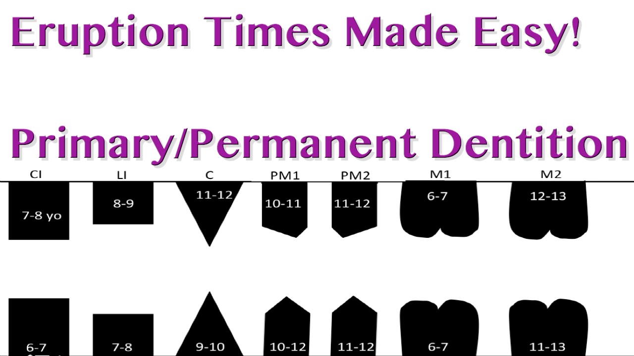 Tooth Eruption Sequence - Primary/Permanent Dentition