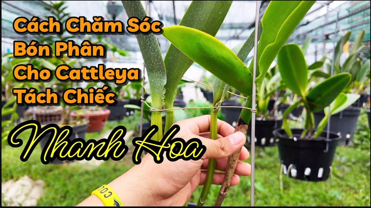 Cách chăm sóc lan cattleya tách chiếc nhanh hoa  đơn giãn nhất  #cattleyavietnam  #cattleyahoalan