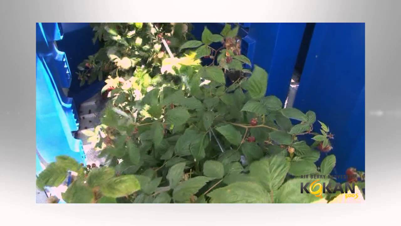 AIR HARVESTING PRIMOCANE RASPBERRY / VAZDUŠNO BRANJE DVORODNE SORTE MALINE