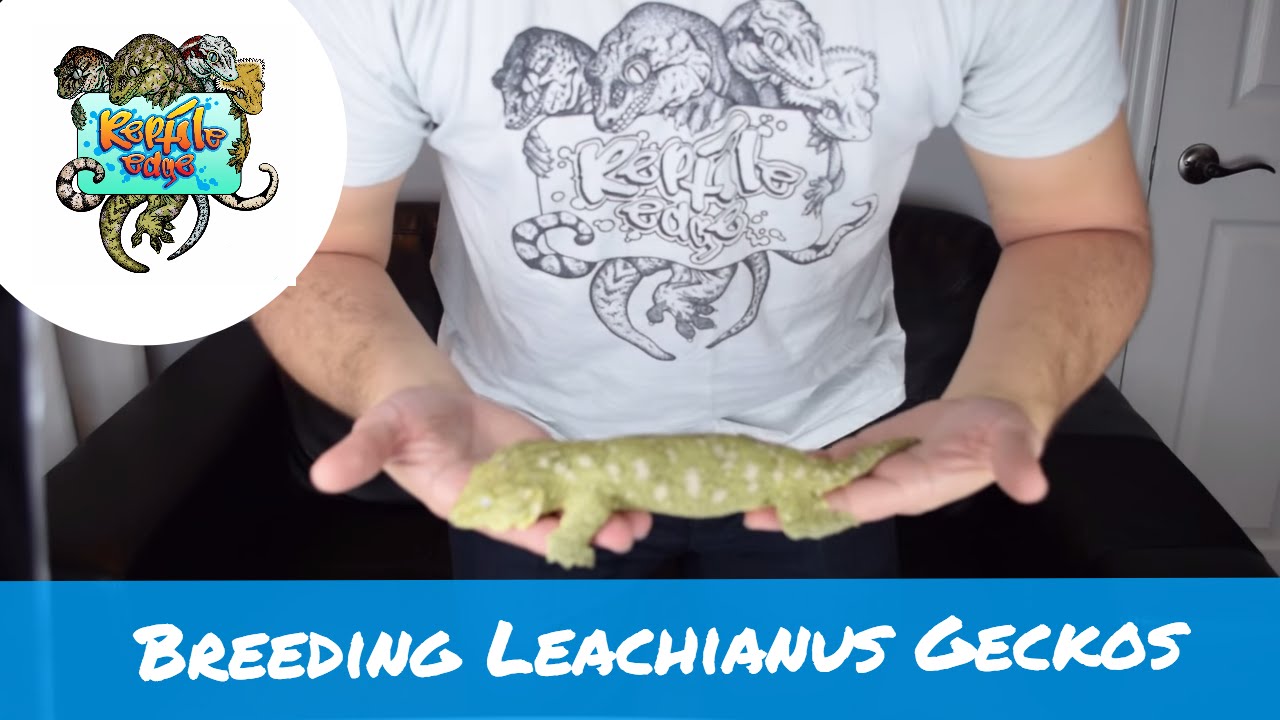 Breeding Giant Geckos- Rhacodactylus leachianus