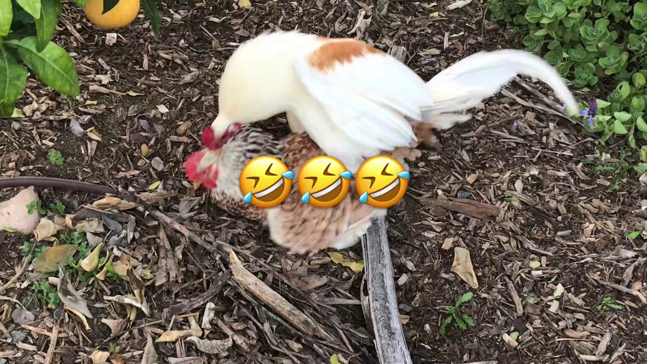 Puse el pollo White Hatch con las ponedoras! Miren que pasa! 🤣
