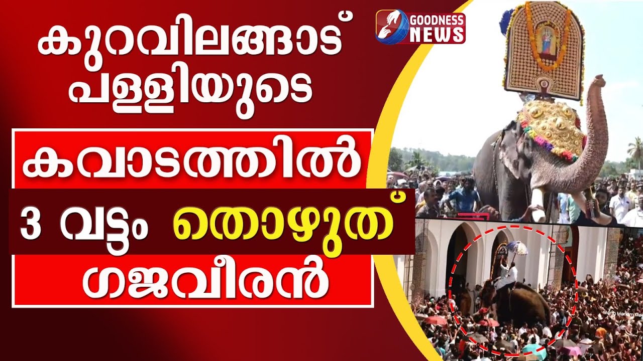 കുറവിലങ്ങാട് പള്ളിയുടെ കവാടത്തിൽ 3 വട്ടം തൊഴുത് ഗജവീരൻ |KURAVILANGAD CHURCH| KAPPALOTTAM|GOODNESS TV