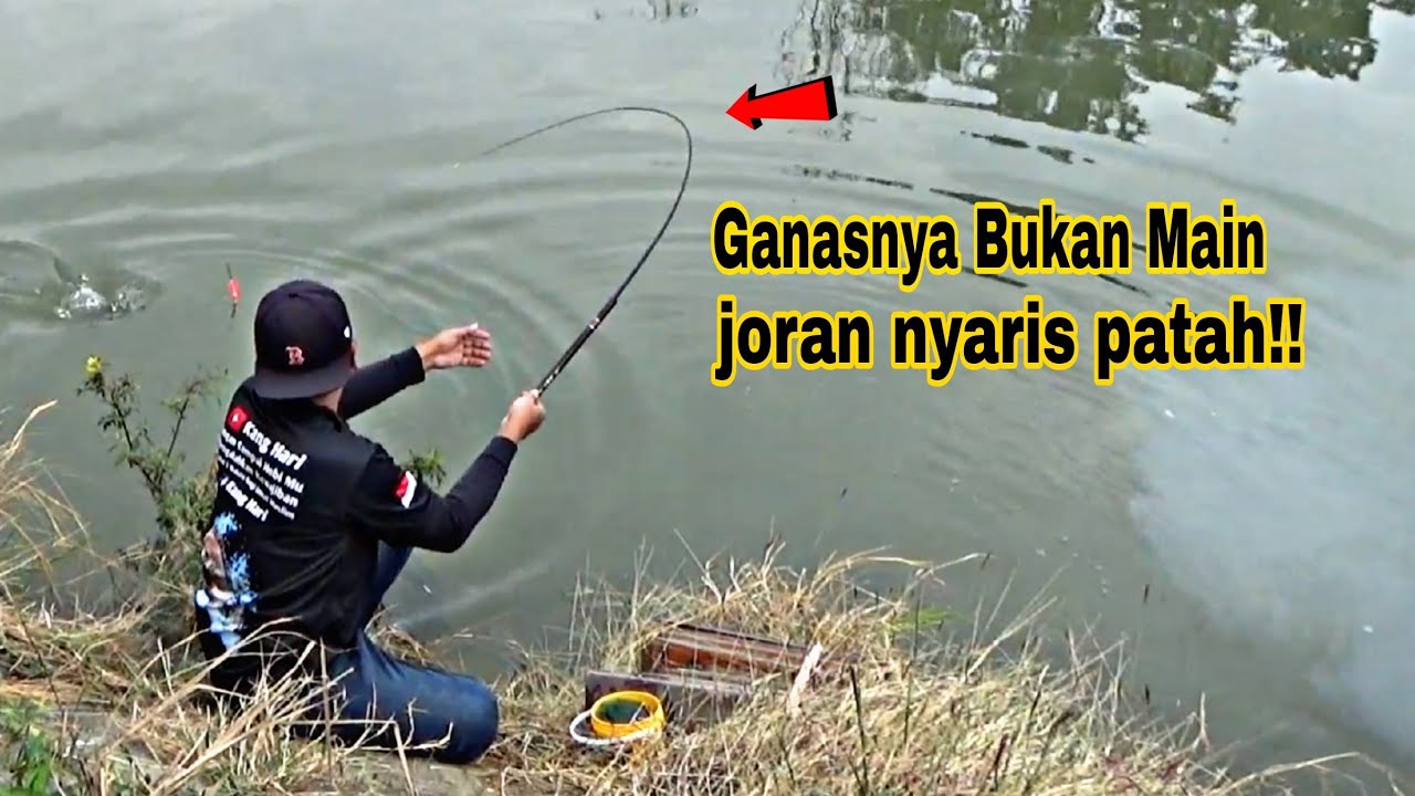 GANAS NYA BUKAN MAIN! Nemu Sarang Ikan Nila Besar yg berkumpul di Pinggir Sungai