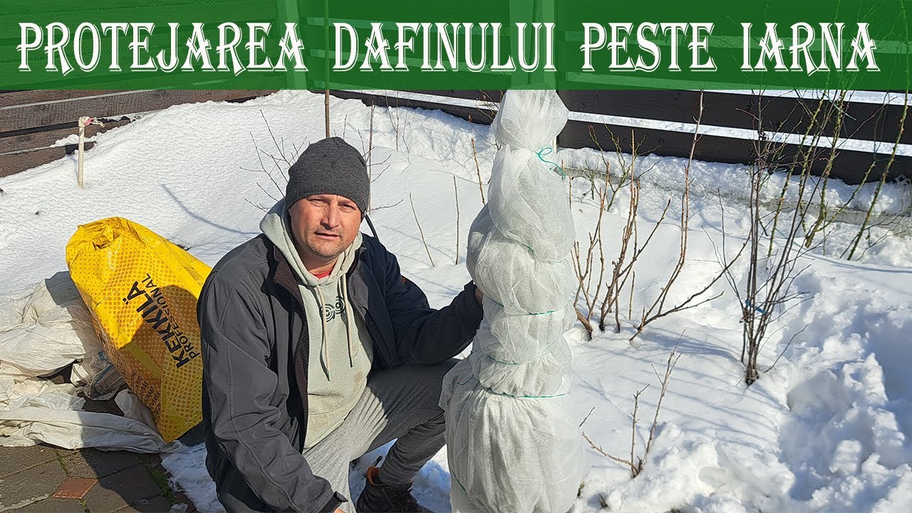 Metoda simpla de protejare a Dafinului pentru episoadele cu temperaturi extrem de scazute #garden
