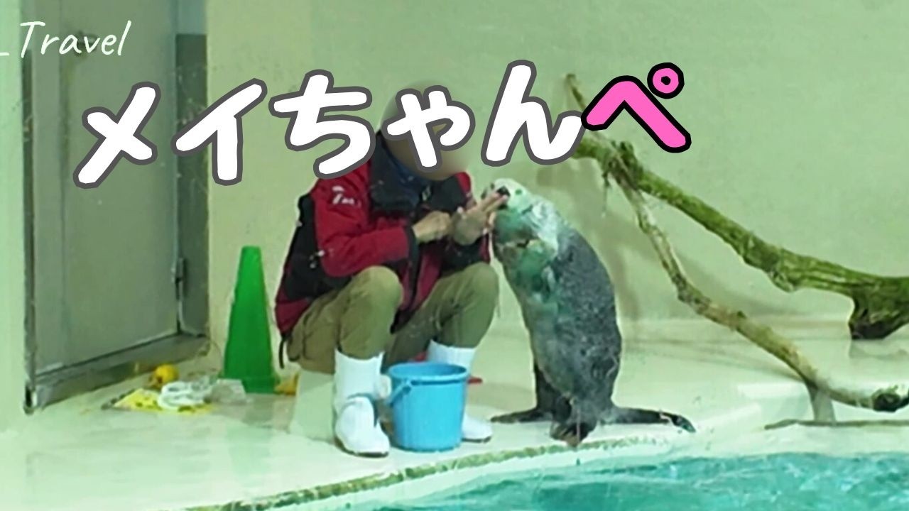 ラッコ 匠の技メイちゃんペ❤️キラちゃんのしゃぶしゃぶゆらゆら⭐ #鳥羽水族館 #seaotter #meoTube_Travel