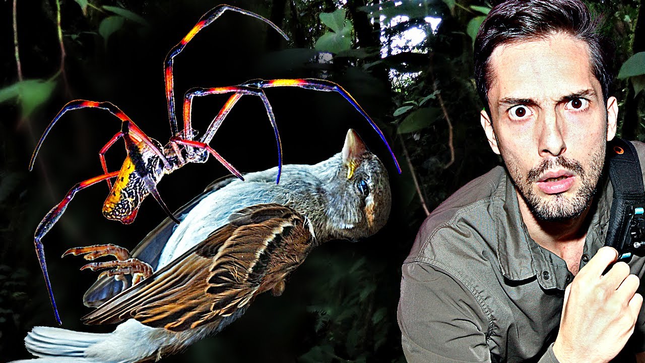 Riesige Dschungel-Spinne fängt Vögel! Gefährlich für uns?