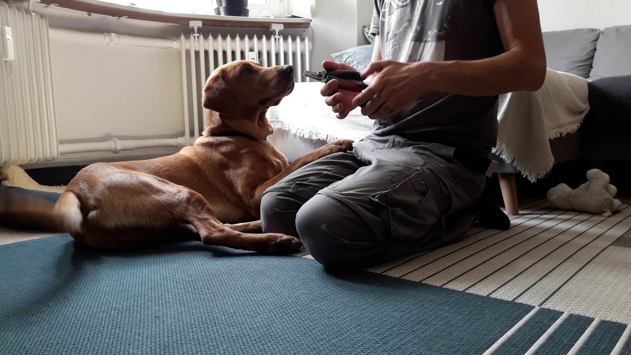 Medical Training - Krallenschneiden