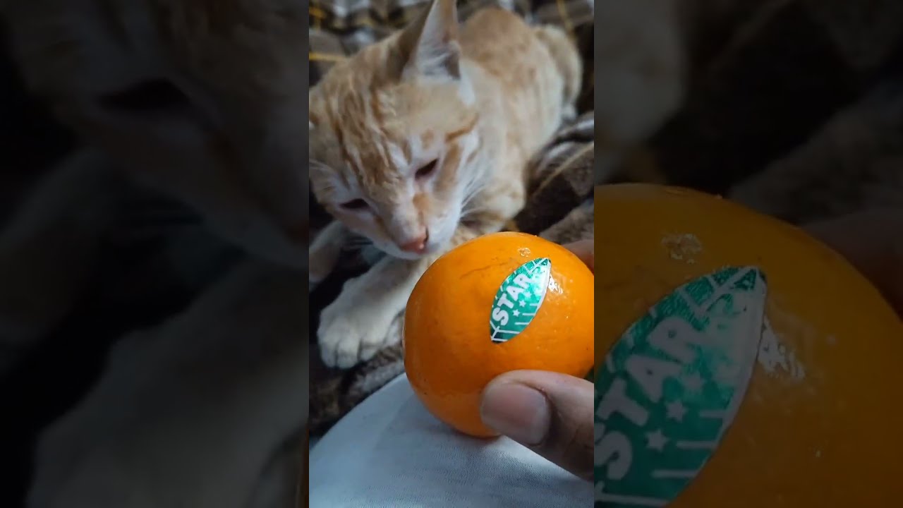 My love orange meow with me