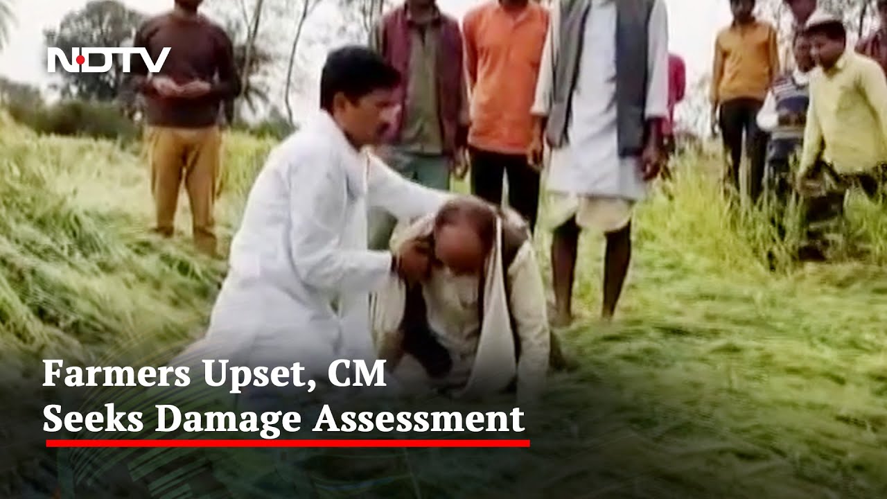 Rain Destroys Crops In Several Districts Of Madhya Pradesh