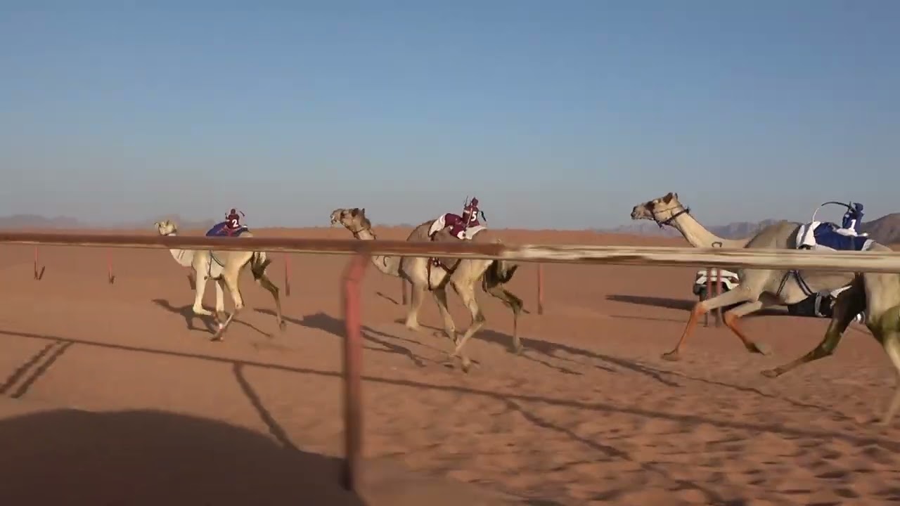 الشوط الرئيسي للبكار الجذاع 5كم(اشواق )لـ  مفلح حمدان سلمان الحويطي1447/8/26