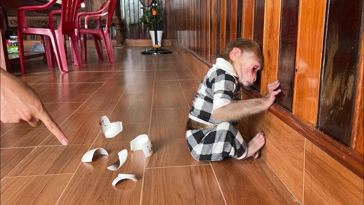 Monkey Luk scared when accidentally breaks  drinking glass