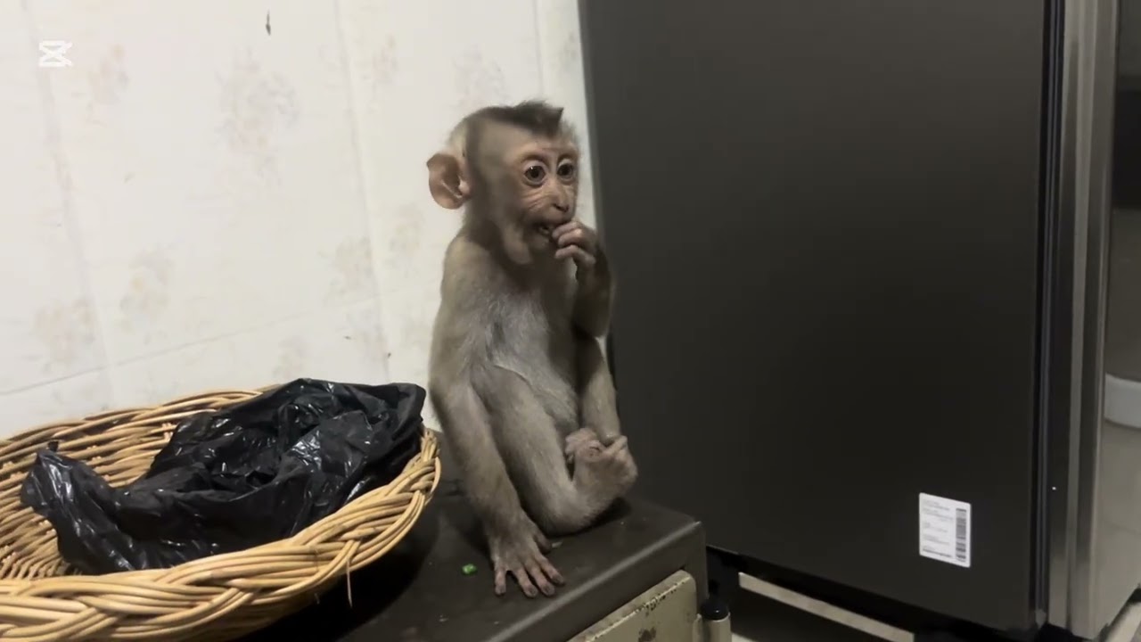 Mary wants to eat orange but don’t know how to pearl #monkey #mary #alimals #asmr