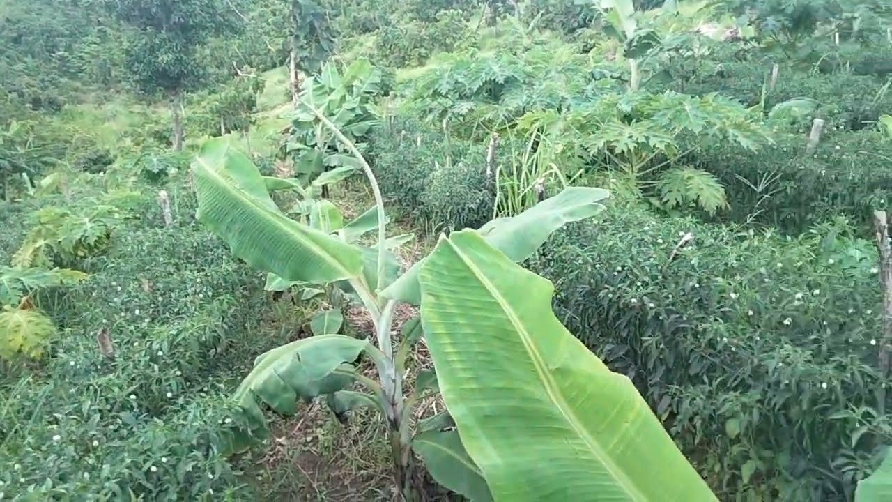 BUDIDAYA PISANG AMBON WARANGAN 788