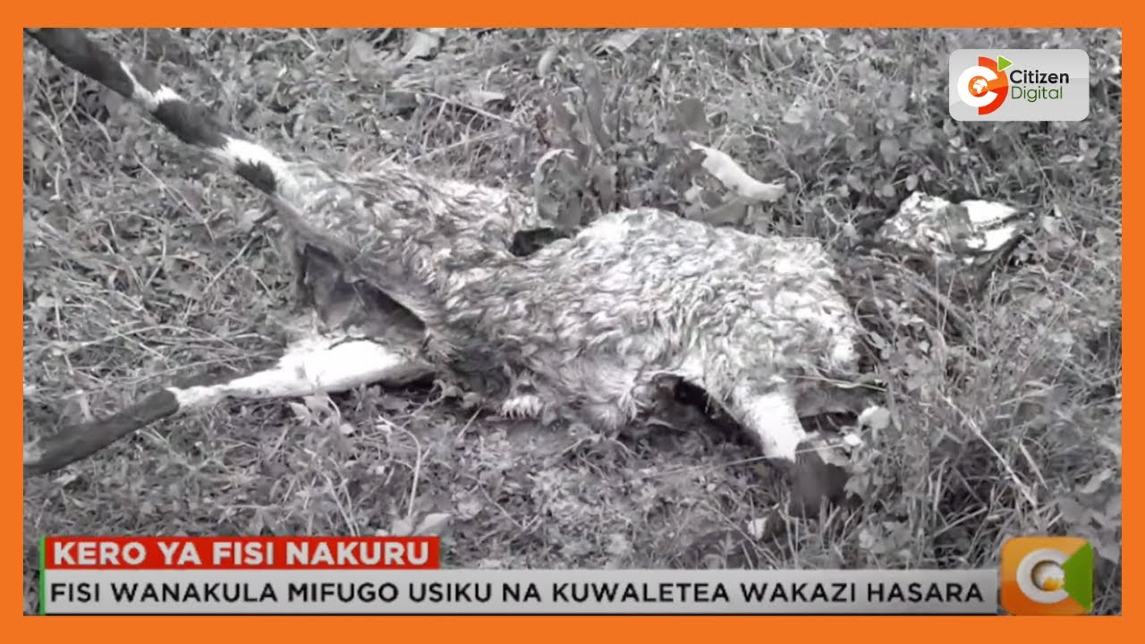 Fisi wahangaisha wakaazi wa Block 2, Sinendet na Njoro