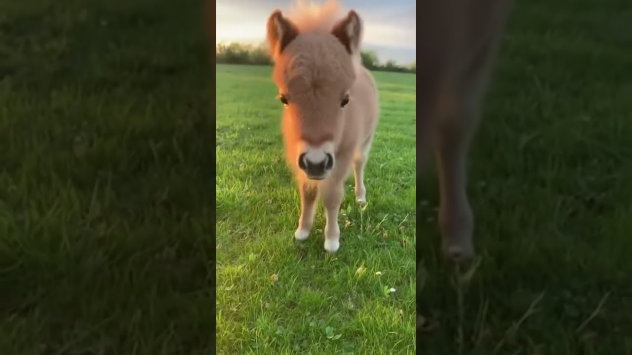 cute young pony 