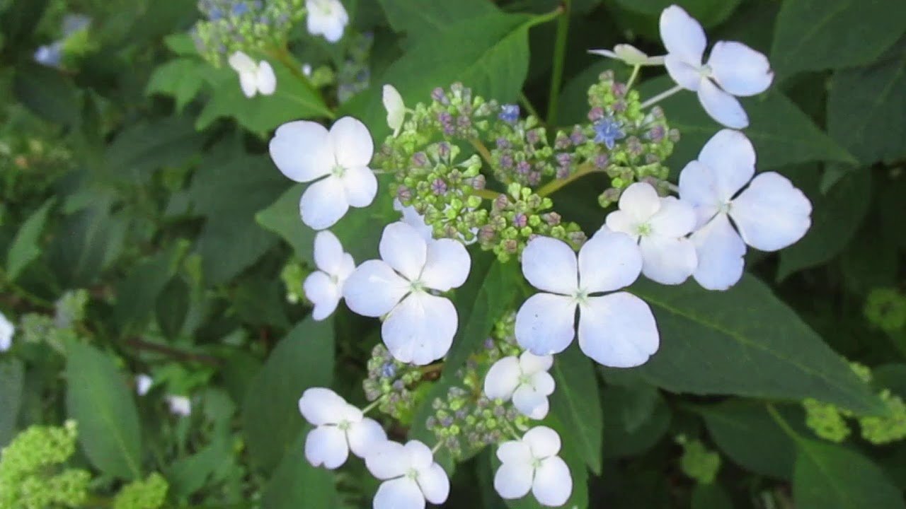 How To Grow And Care For Hydrangea's/ Bluebird Lacecape/ Mountain Hydrangea.