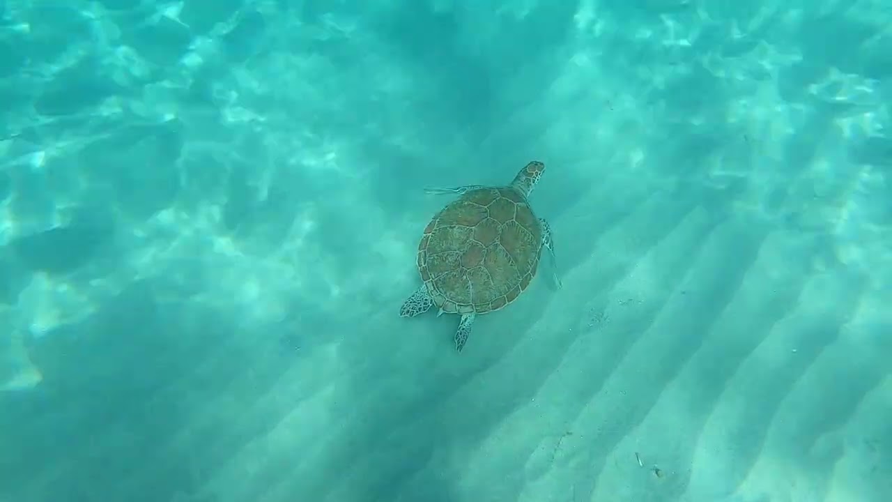 Swimming With Turtles
