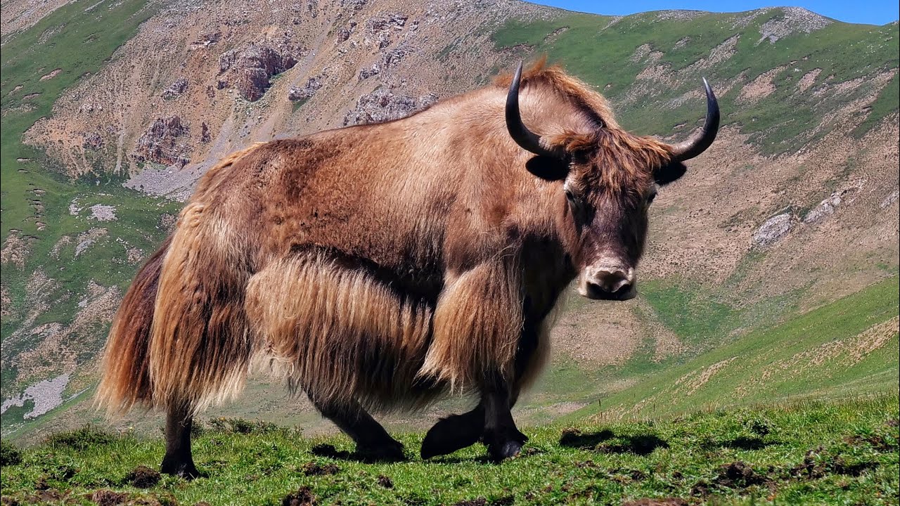 The yak and the nomad