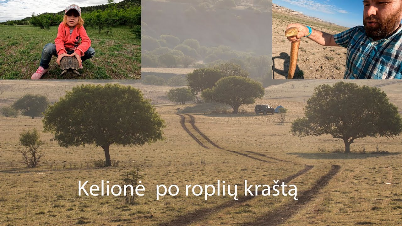 Kelionė po roplių kraštą Vašlovanio parką, Sakartvele #sakartvelo #keliones  #reptiles  #vashlovani