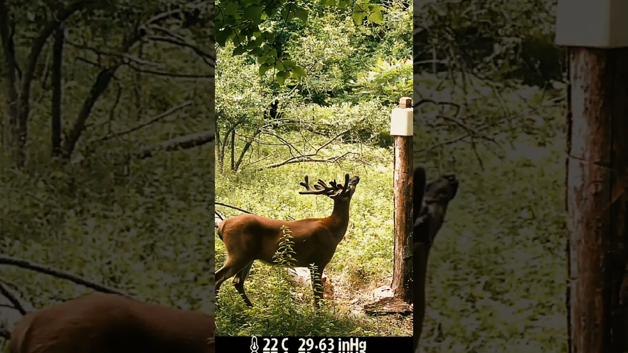big buck alert !!!!