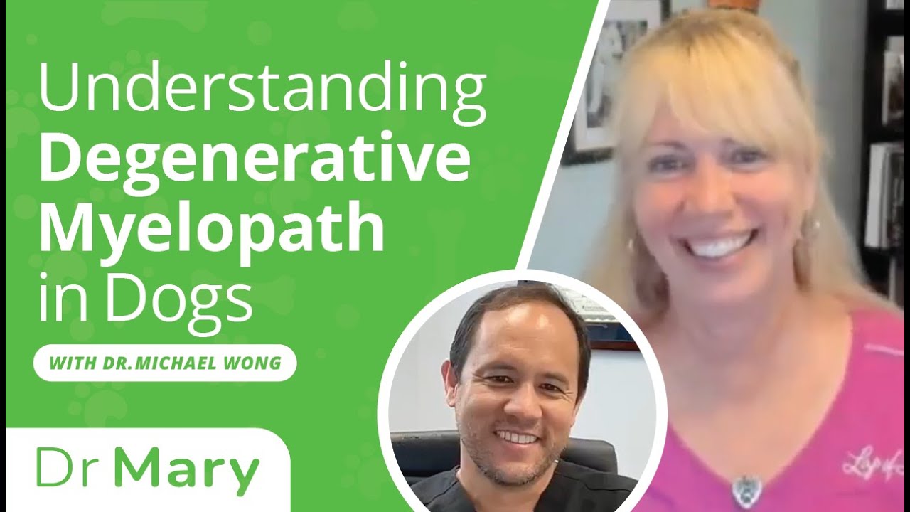 Understanding Degenerative Myelopathy (DM) in Dogs  (Feat. Dr. Michael Wong)