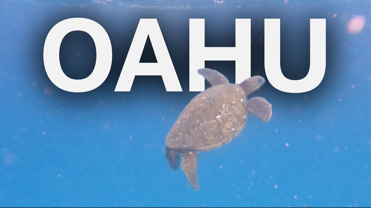 Best Snorkeling in Oahu? Electric Beach & Hanauma Bay