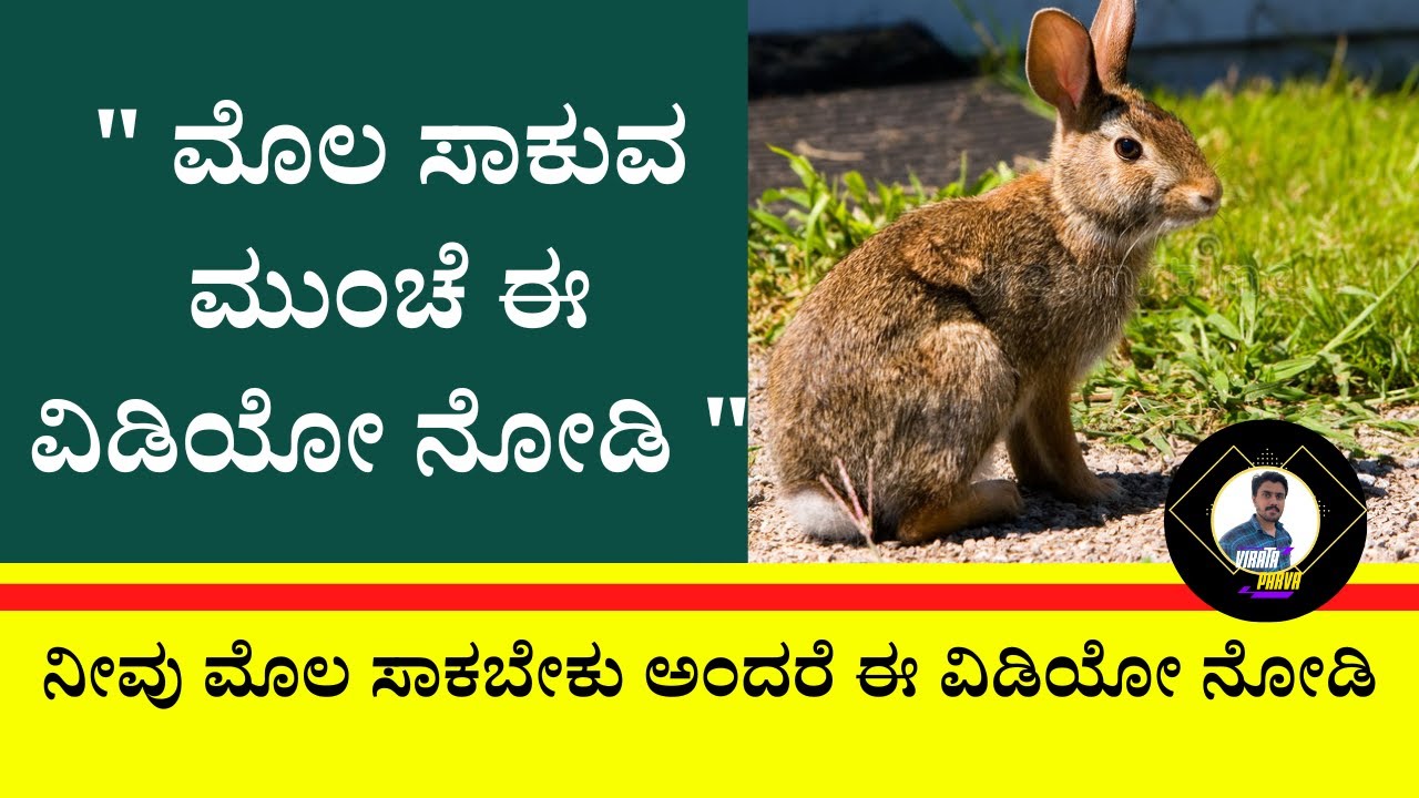 ನೀವು ಮೊಲ ಸಾಕಬೇಕು ಅಂದರೆ ಈ ವಿಡಿಯೋ ನೋಡಿ | Life style of Rabbits , #mediamasters