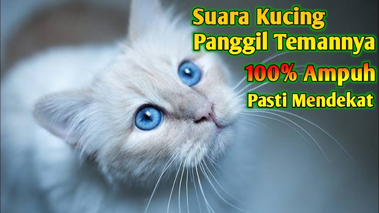 Suara Pikat Kucing Ampuh Auto Nyamperin _ Suara Kucing Memanggil Temannya