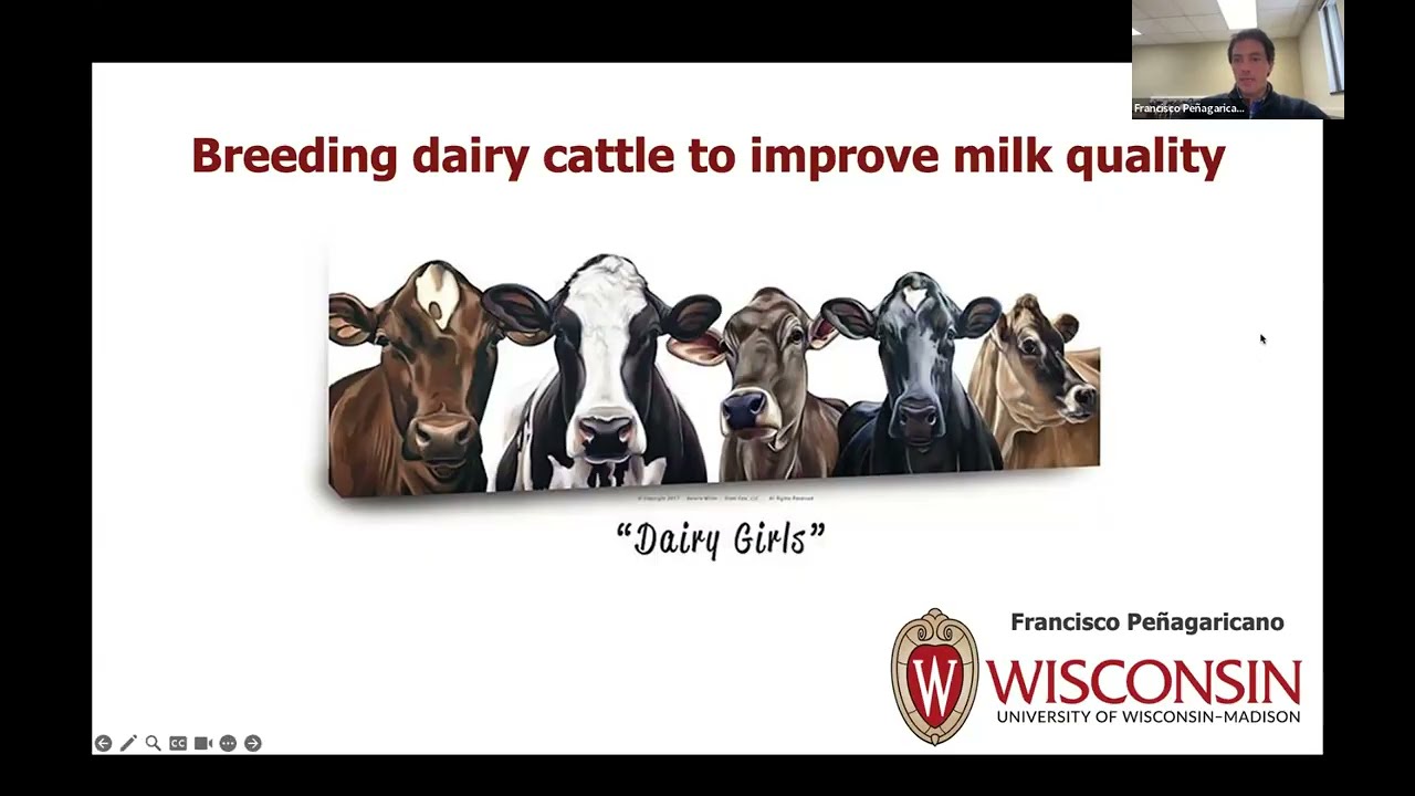 Breeding Dairy Cattle to Improve Milk Quality