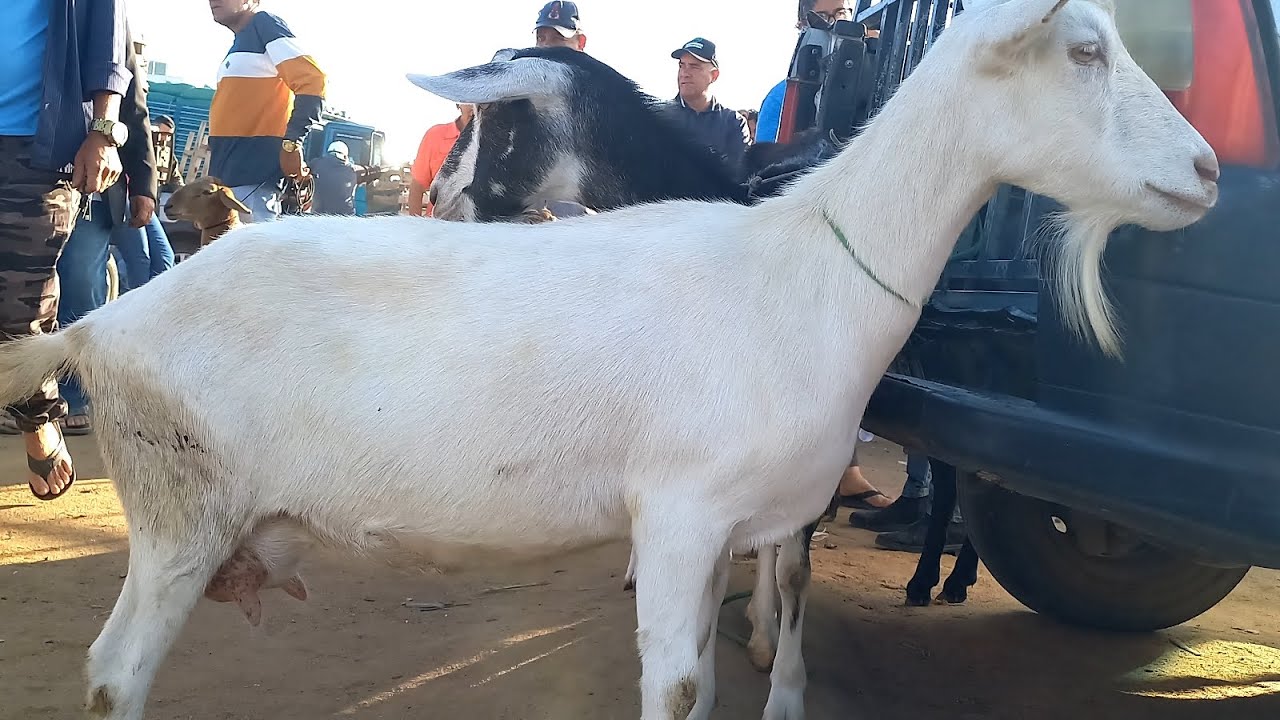 Feira de Ovelhas Posto Alto Serra Pe.15/03/26