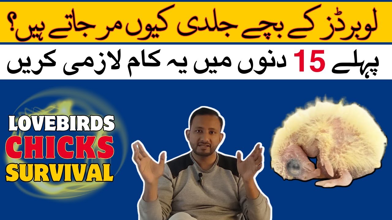 Love Birds Chicks Care | Lovebird Chick Growth and Mortality | Lovebirds Care Tips and Guide