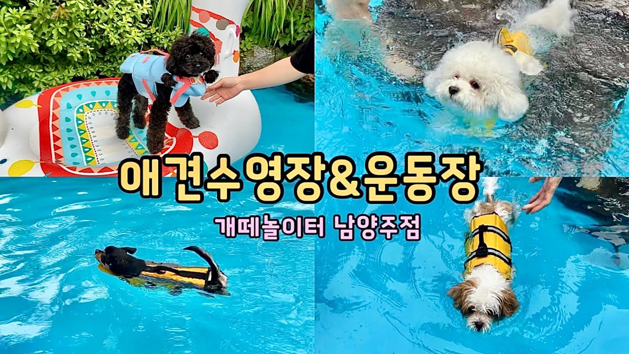 서울근교 강아지 수영장, 애견놀이터 남양주 개￼￼￼떼놀이터 반려동물 동반 애카 여름휴가!!