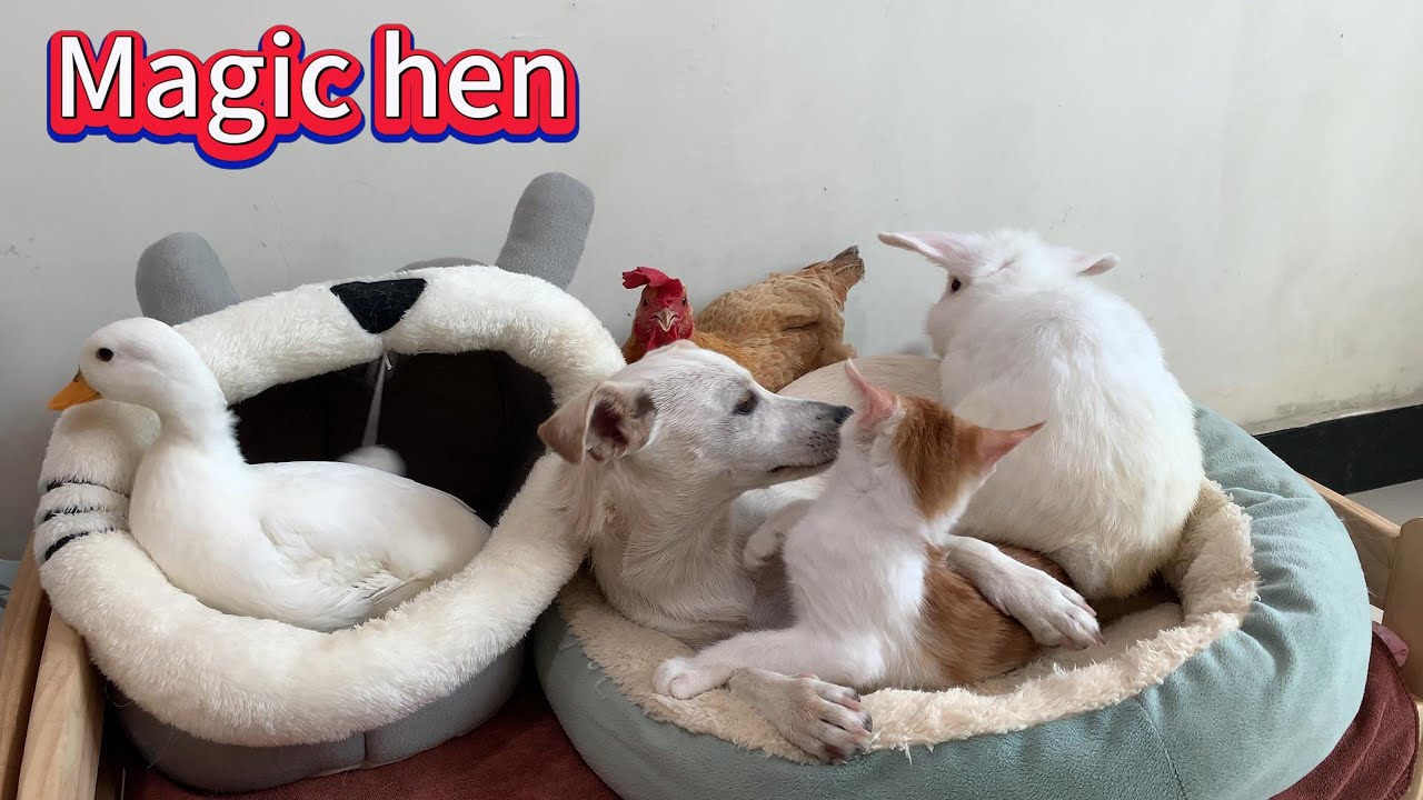 The hen, the rabbit and the kitten all want the puppy to cuddle and sleep with them.So cute!So funny