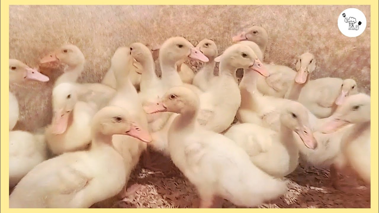 البط الإستار 🦆 من عمر يوم // اسعاره ، استقباله ،التحصينات ،خلطة لرفع الوزن والمناعة| Bospose kitchen