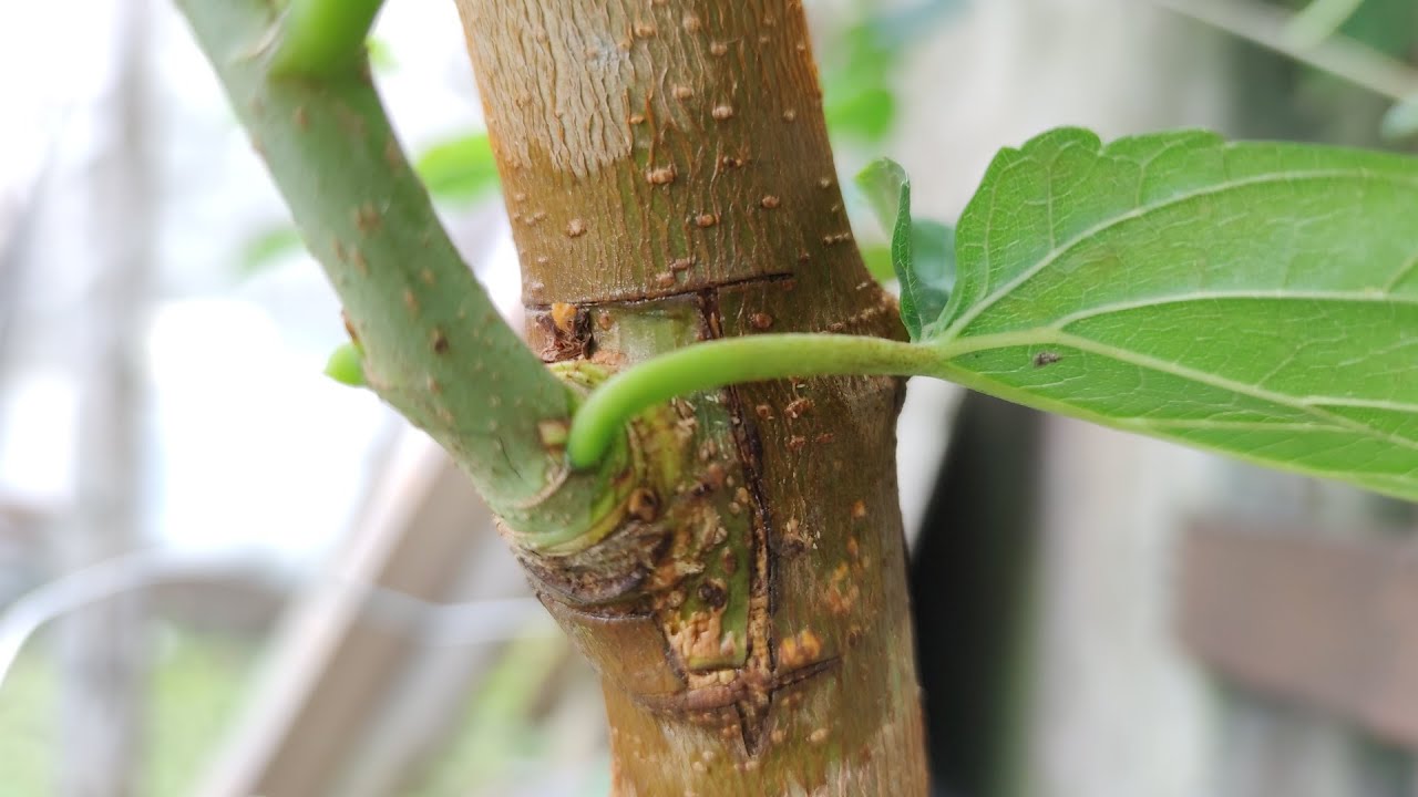Прививка дерева с помощью двойного лезвия / grafting of trees
