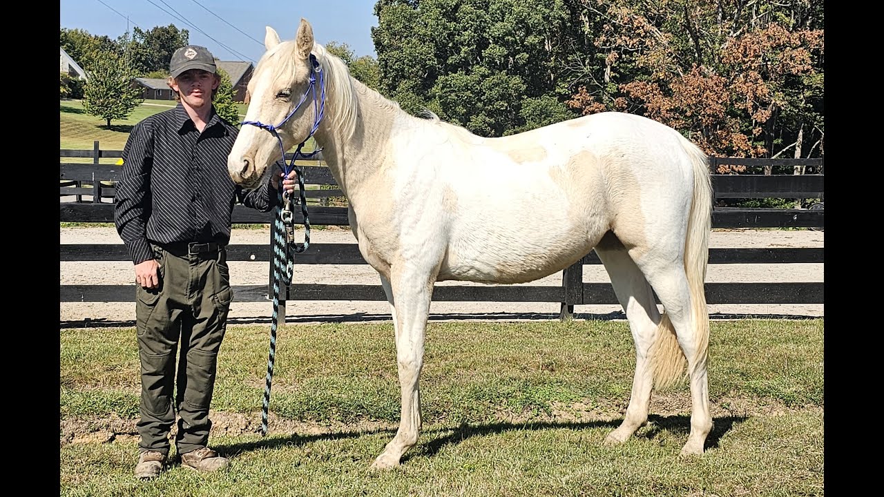SOLD "Coolatta Spots" 2024 Reg Tennessee Walking Horse Filly
