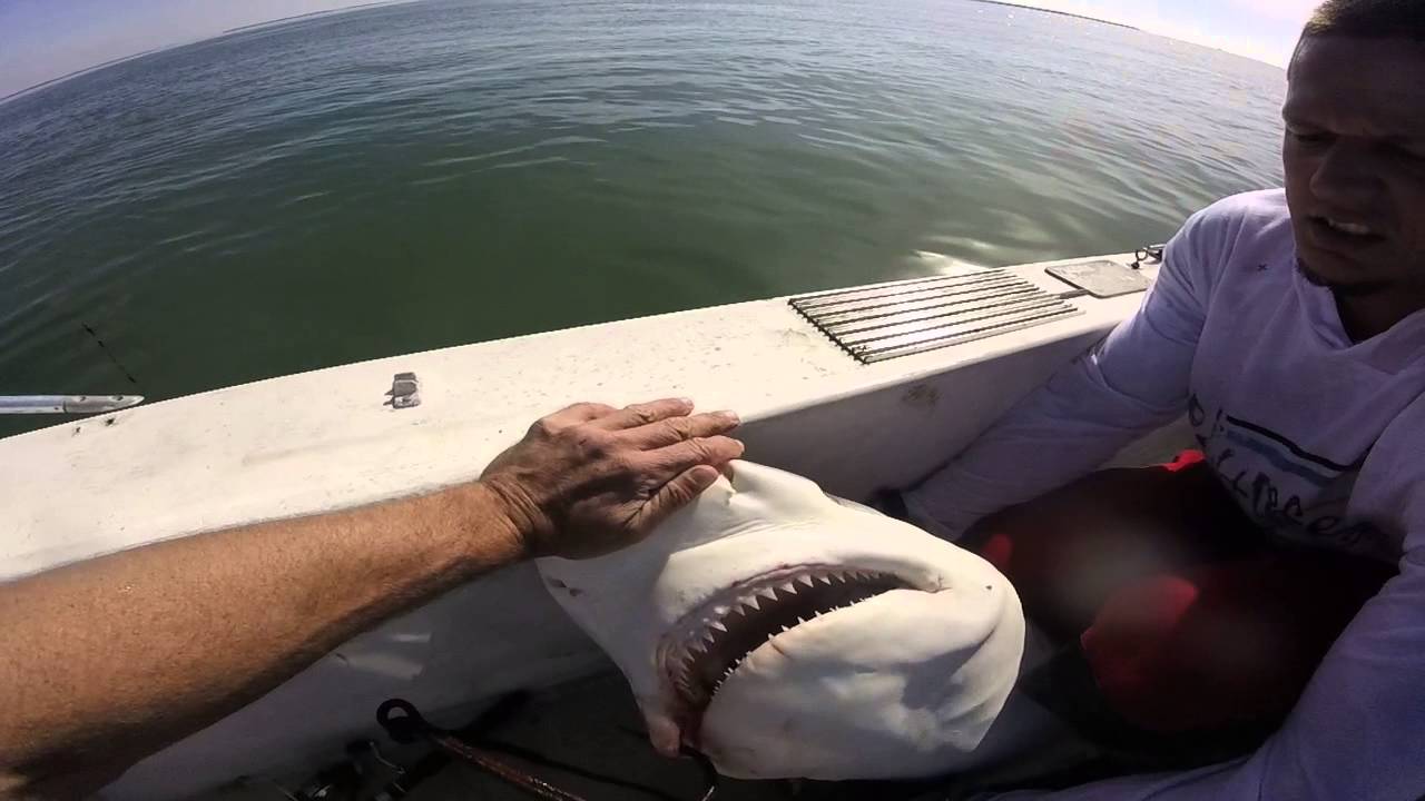 Chop n drop shark fishing Boca