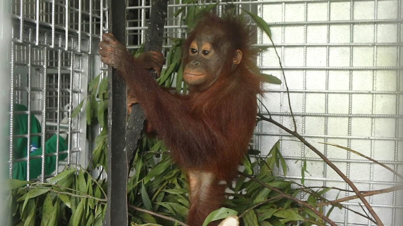 Baby Orangutan Rescued From Tether