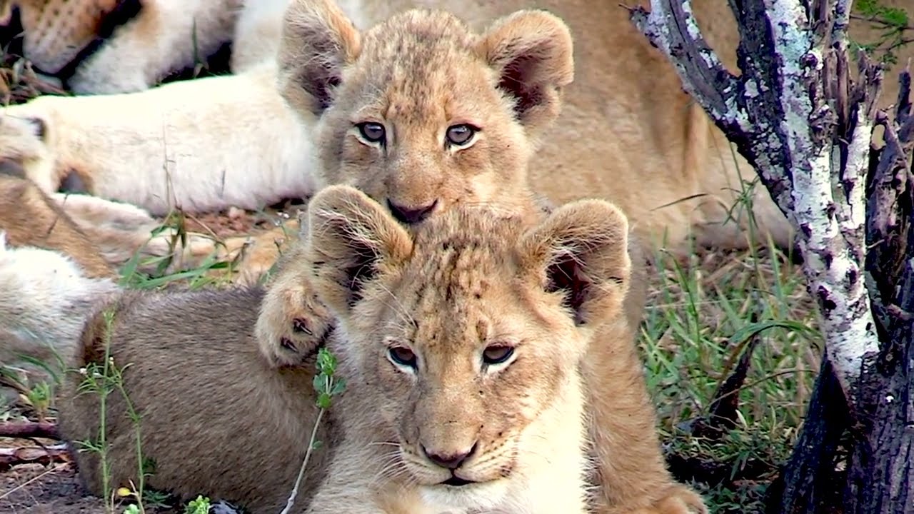 Relaxing Savannah Wildlife | 1 Hour of Lion Family Ambience and music