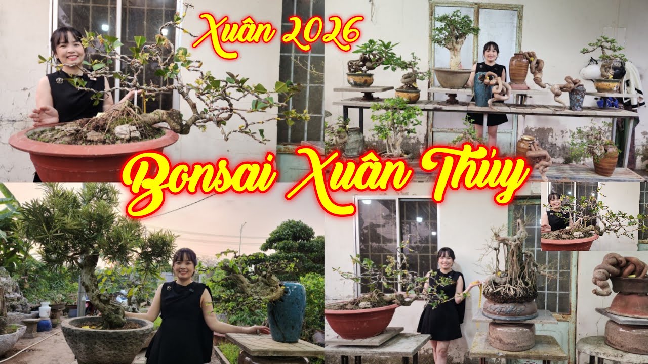 MISS XUÂN | #0967634263 | MẬN TRẮNG XƯA, TÙNG CẨM THẠCH, LỘC VỪNG, DUỐI THIÊN NHIÊN, SỘP, SANH, CÓC.