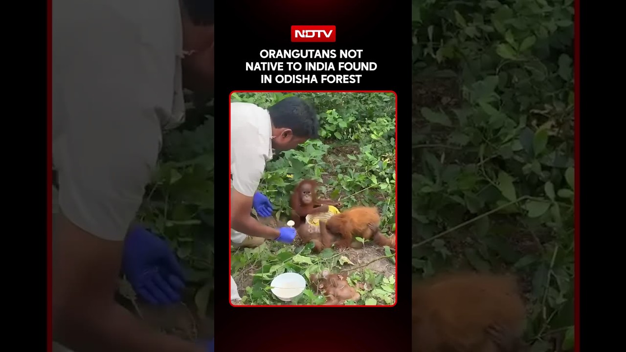 Orangutans Not Native To India Found In Odisha Forest