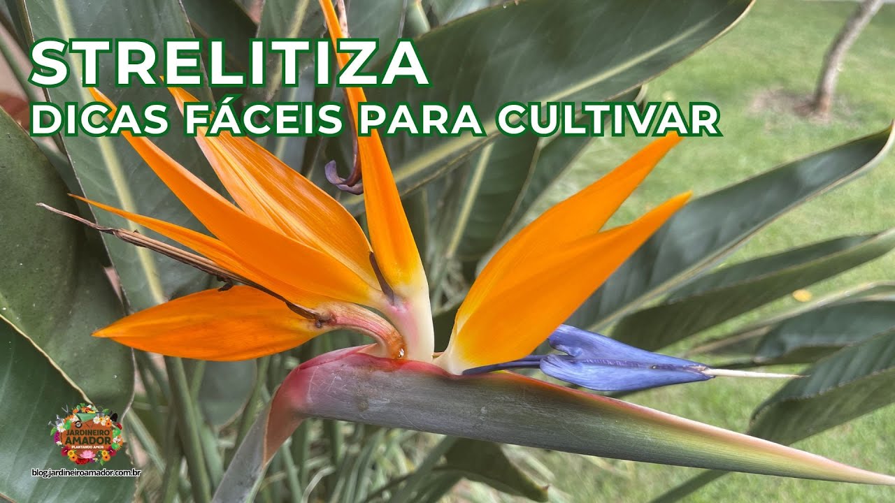 Strelitzia | Dicas do Jardineiro Amador de Como Cultivar